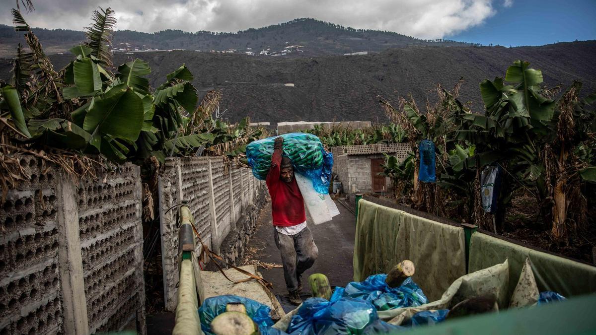 Un agricultor traslada a un camión plataneras cubiertas de ceniza en una finca de Fuencaliente.