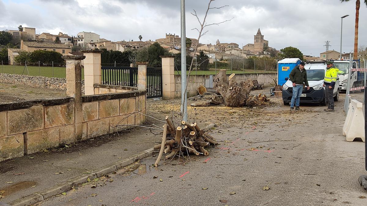 Imagen de este miércoles en la que se ven los restos de las moreras ya taladas por el Ayuntamiento.