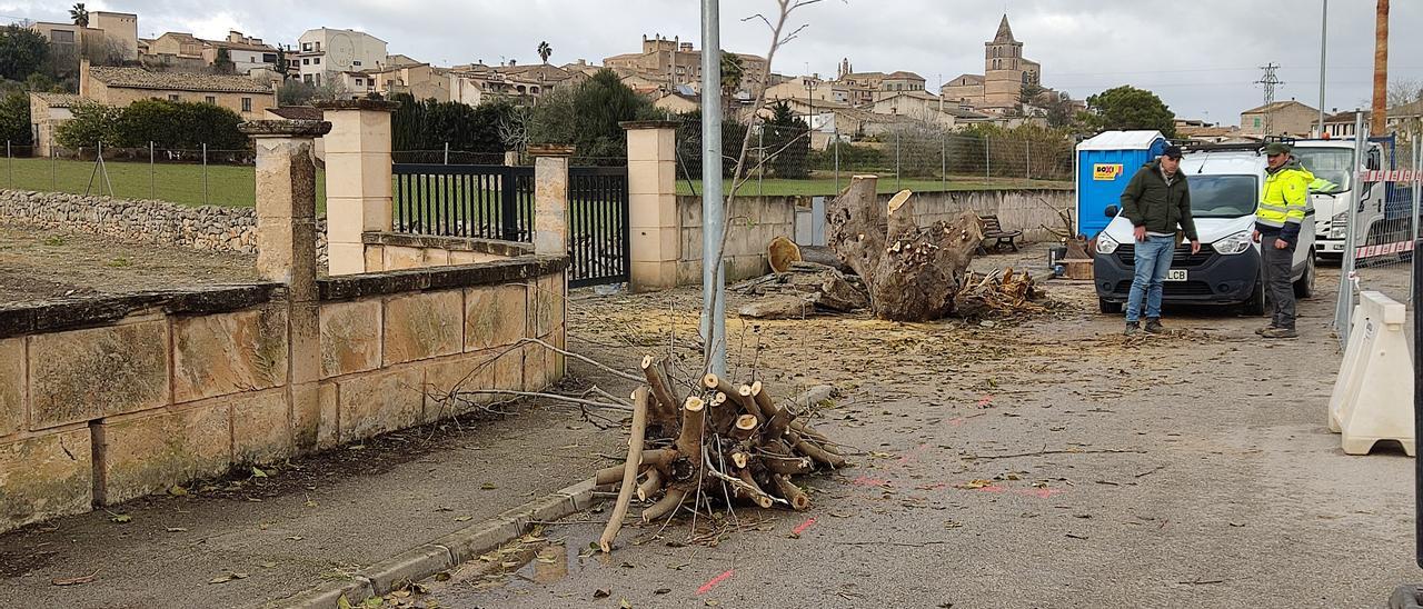 Imagen de este miércoles en la que se ven los restos de las moreras ya taladas por el Ayuntamiento.