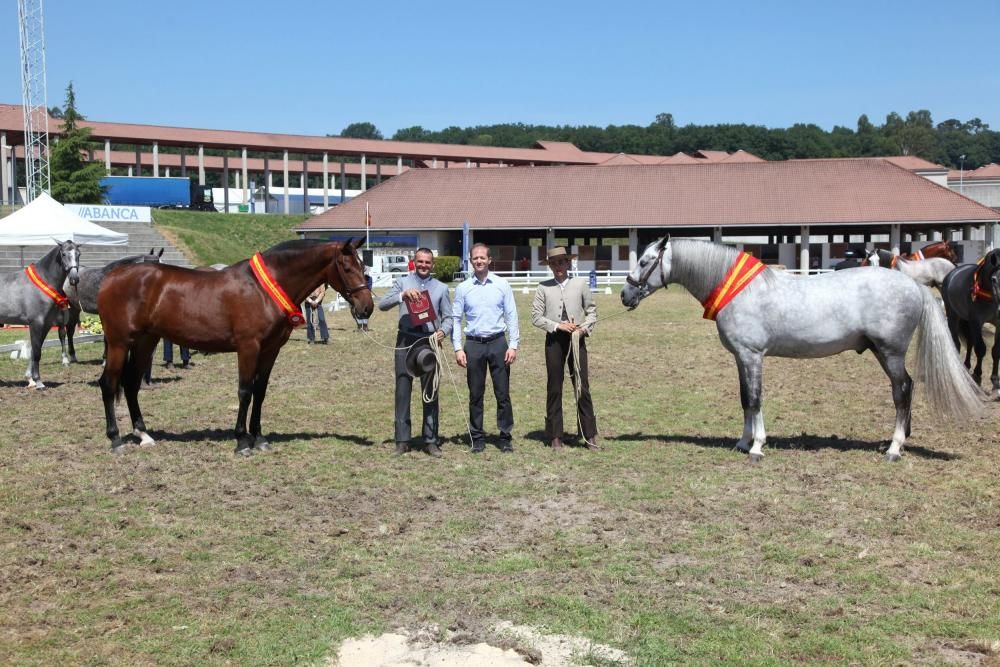 Yeguada Centurión, mejor ganadería de PRE.