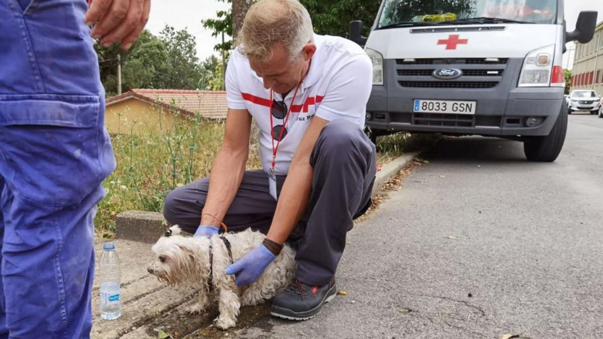 Un voluntario de Cruz Roja refresca a un perro en Camarzana. | C. R. E.