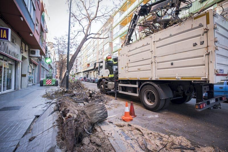 Árbol caído en la Calle Escultor Palao