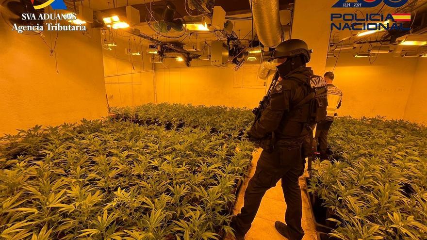 Desmantellen un cultiu de més de 700 plantes de marihuana a Riells i Viabrea i arresten els dos responsables