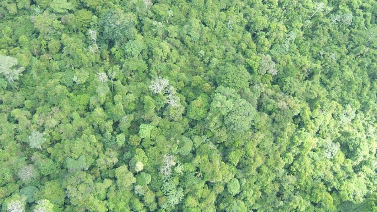 En lo más alto de los árboles que nutren los bosques tropicales, la fotosíntesis ya se ve afectada por las temperaturas demasiado elevadas, según los investigadores.