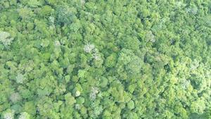 En lo más alto de los árboles que nutren los bosques tropicales, la fotosíntesis ya se ve afectada por las temperaturas demasiado elevadas, según los investigadores.