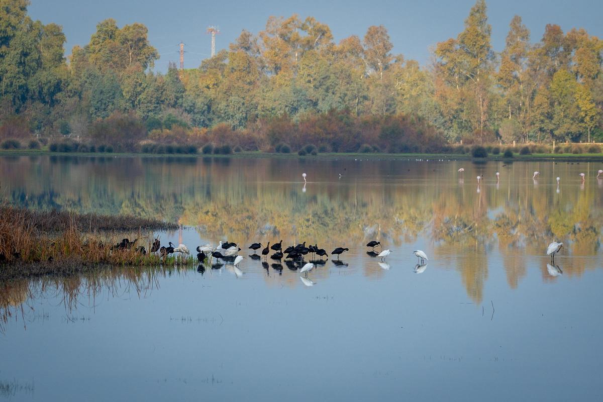 Imagen del coto de Doñana (Huelva).