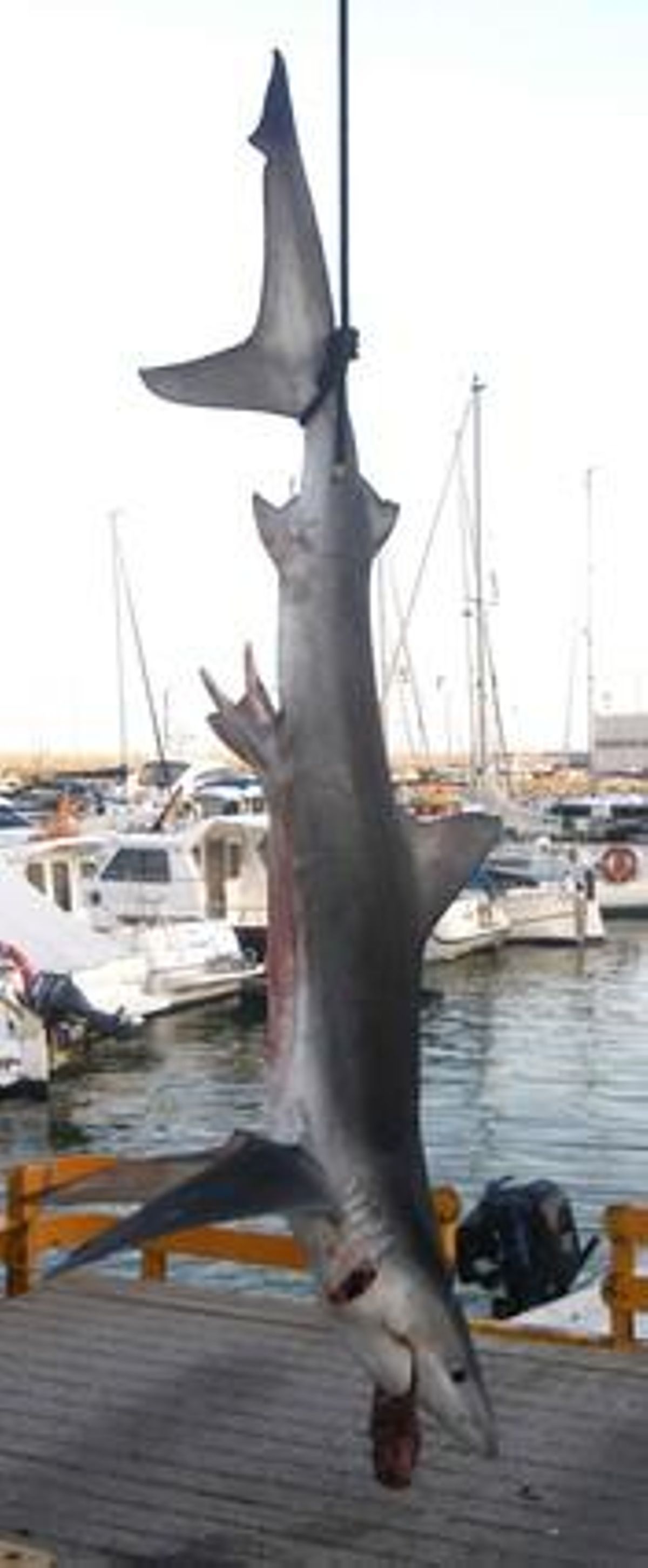 El tauró de 2,5 metres pescat per un soci del Club Nàutic Arenys.