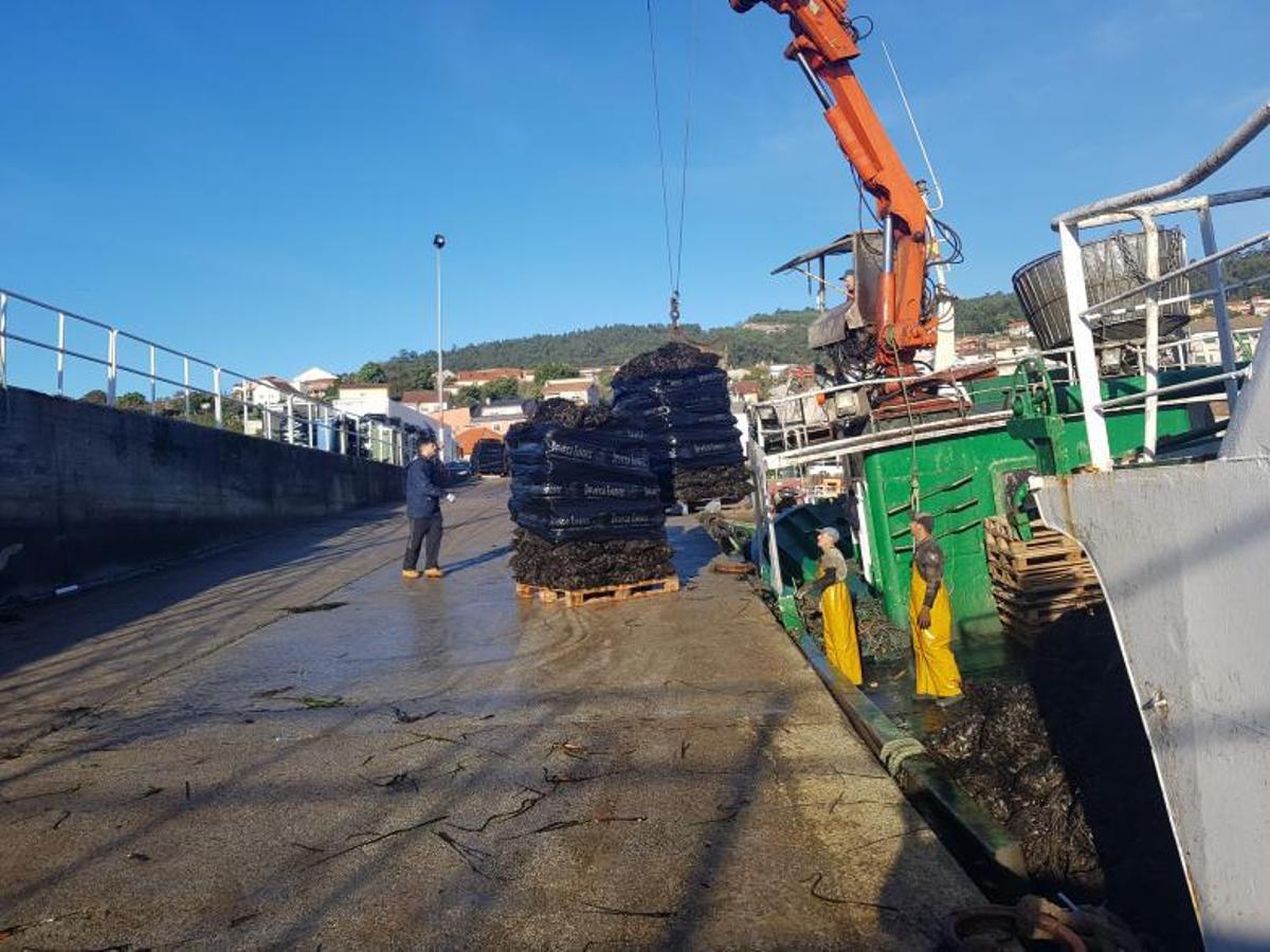 Descarga del molusco desde un barco. | // S.A.