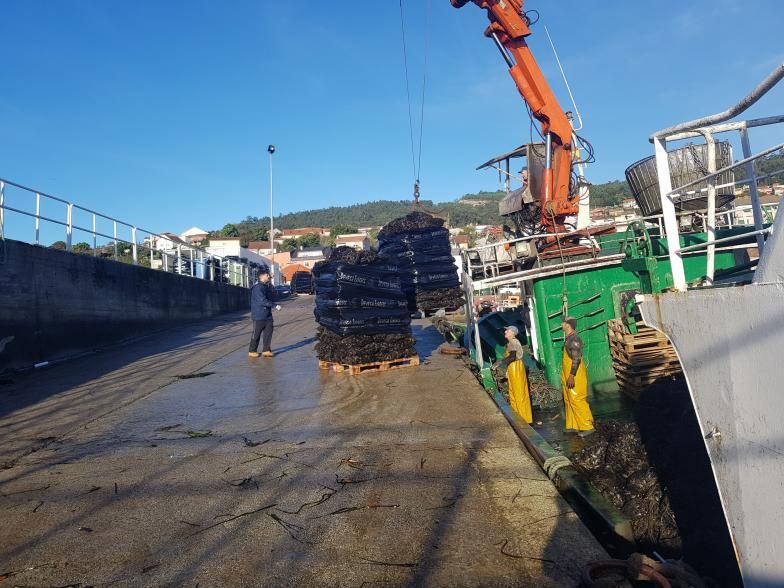 Descarga del molusco desde un barco. |  S.A.