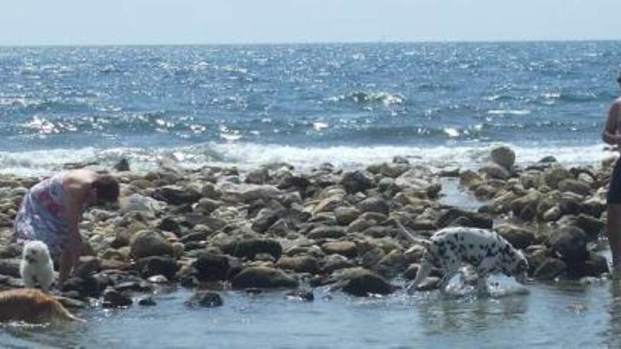 Una mujer y un hombre junto a tres perros en la cala Punta del Riu de El Campello.