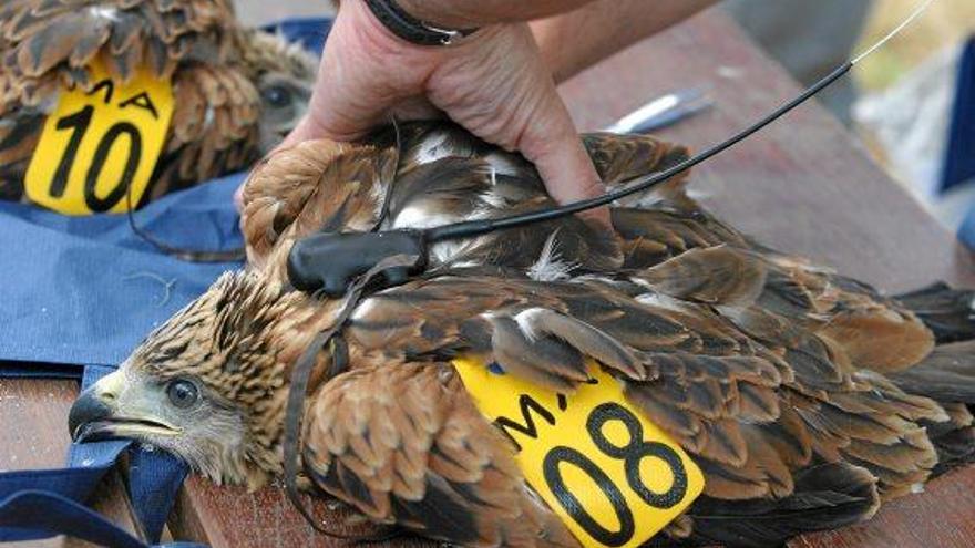 Die Vögel werden in einem Alter von etwa 35 bis 40 Tagen mit den Sendern ausgestattet