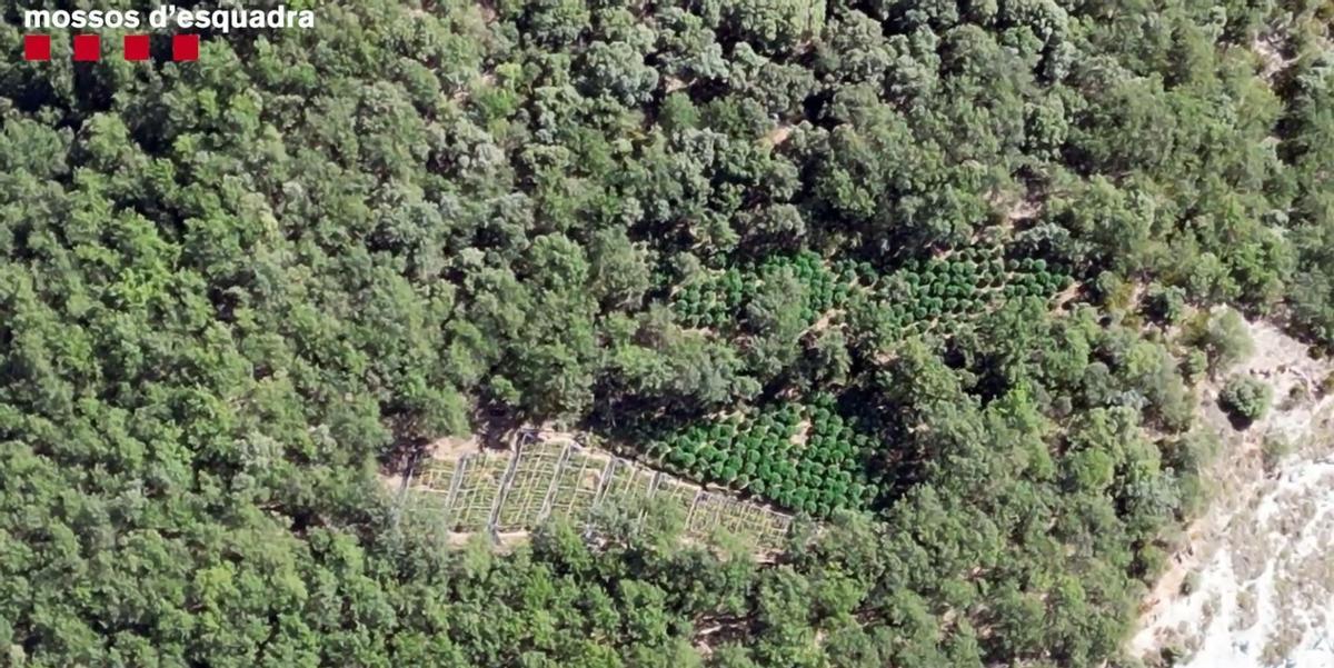 Vista aèria d'una de les plantacions de marihuana