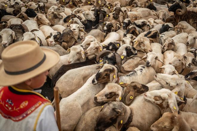 Romería de Tegueste, en imágenes