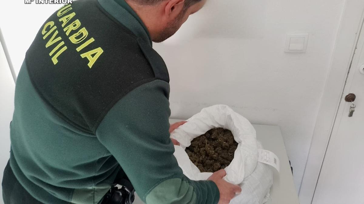 Imagen de los cogollos de marihuana encontrados.