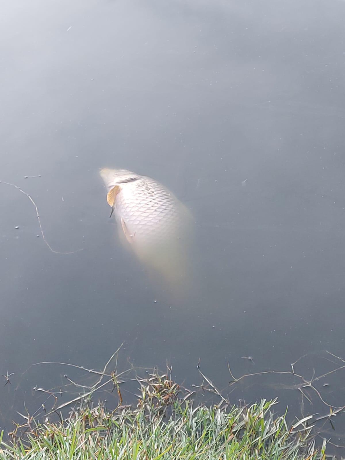 Ein toter Fisch treibt an der Oberfläche des Teichs bei Felanitx