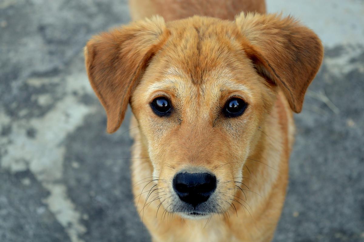 ¿Sabías que los perros no ven como nosotros? Descubre cómo funciona su visión