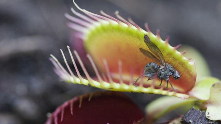 Las plantas carnívoras utilizan las matemáticas para cazar