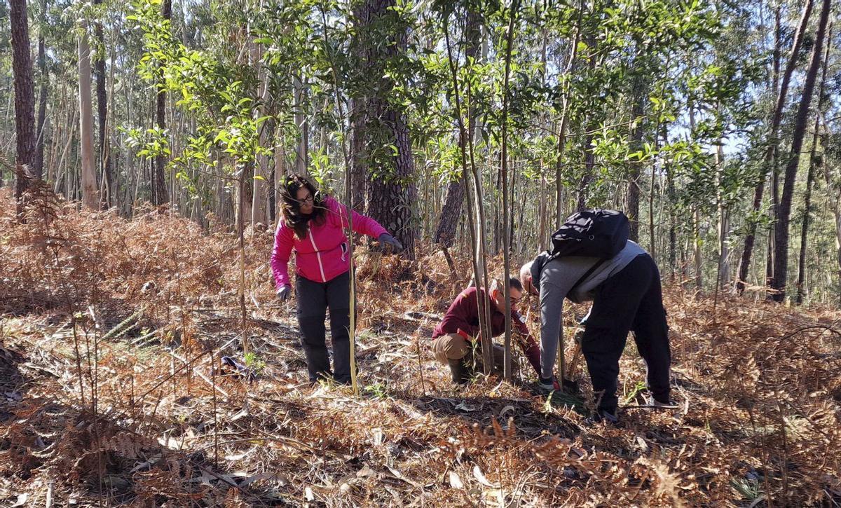Voluntarios plantan especies autóctonas en el monte rosaleiro Niño do Corvo.