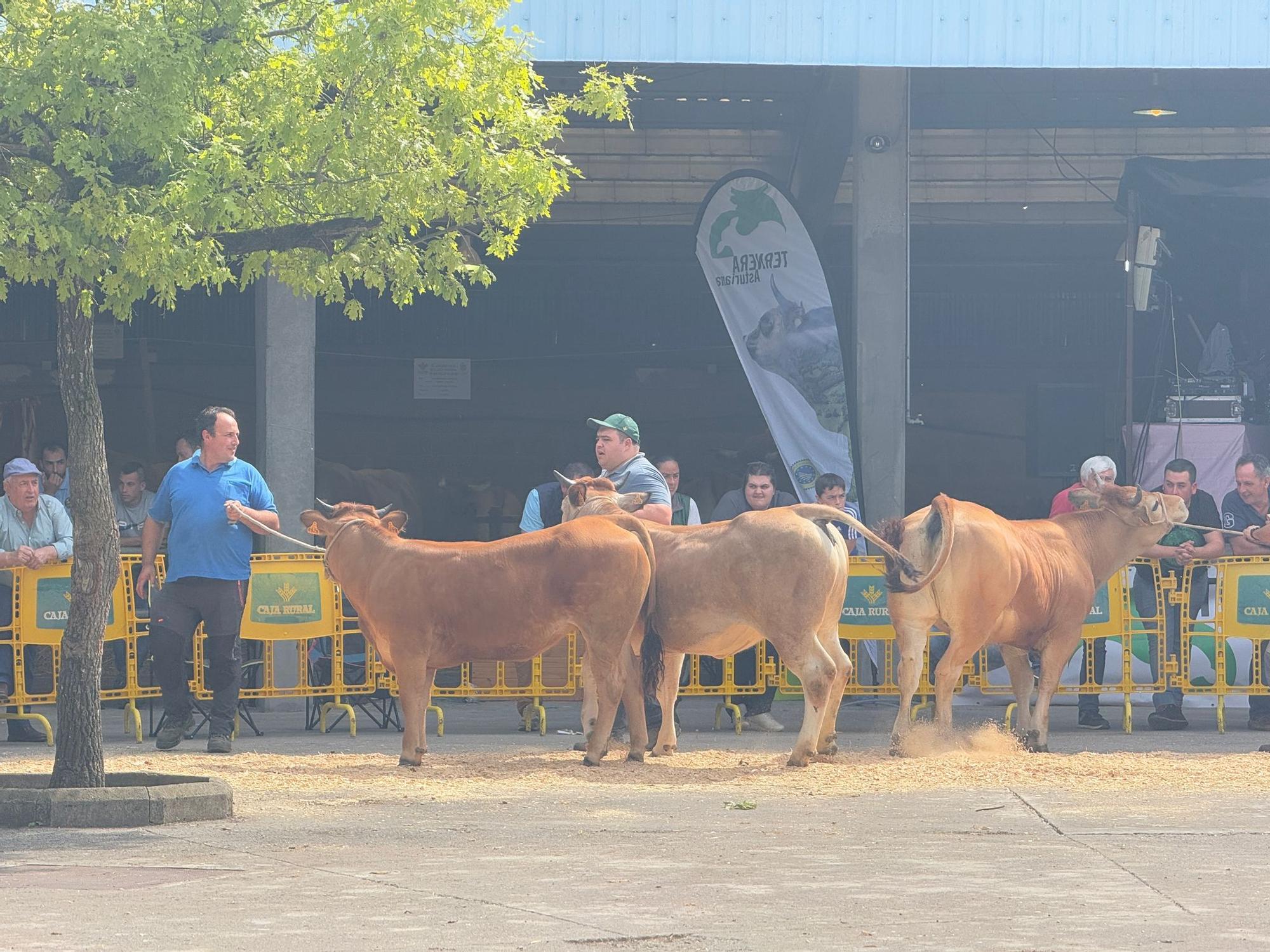 La XI Edición del Concurso de Ganado Vacuno de Grado en imágenes