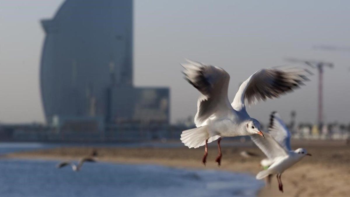 BARCELONA GAVIOTAS