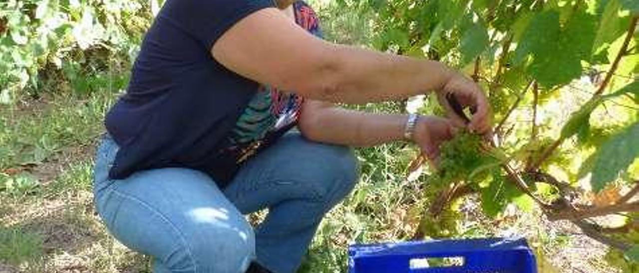 Carmen Martínez recoge uva de albarín blanco.
