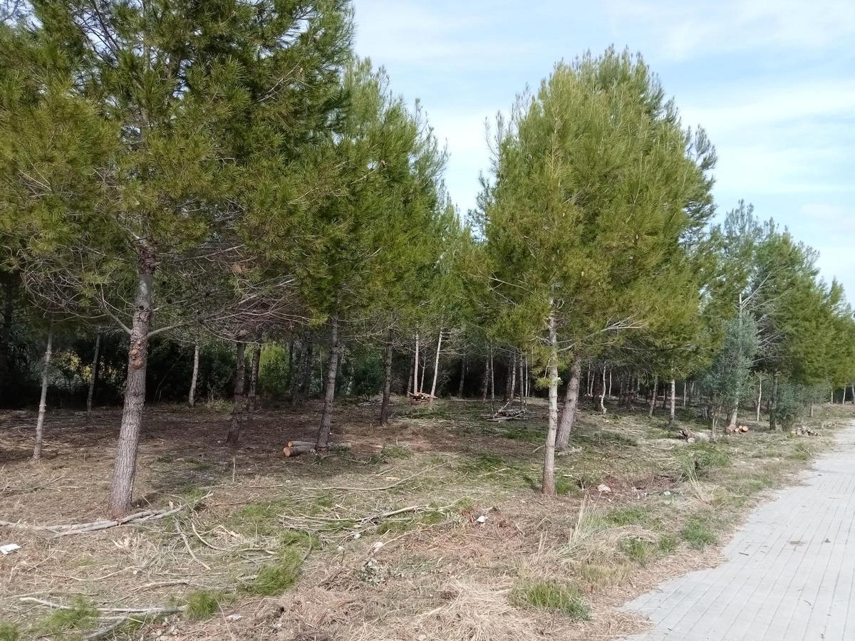 Zona de Bixquert donde se han llevado los trabajos de gestión forestal en Xàtiva.