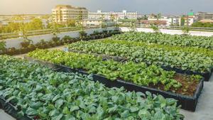 L’orina humana permetria produir fertilitzants sostenibles, segons un estudi de la UAB
