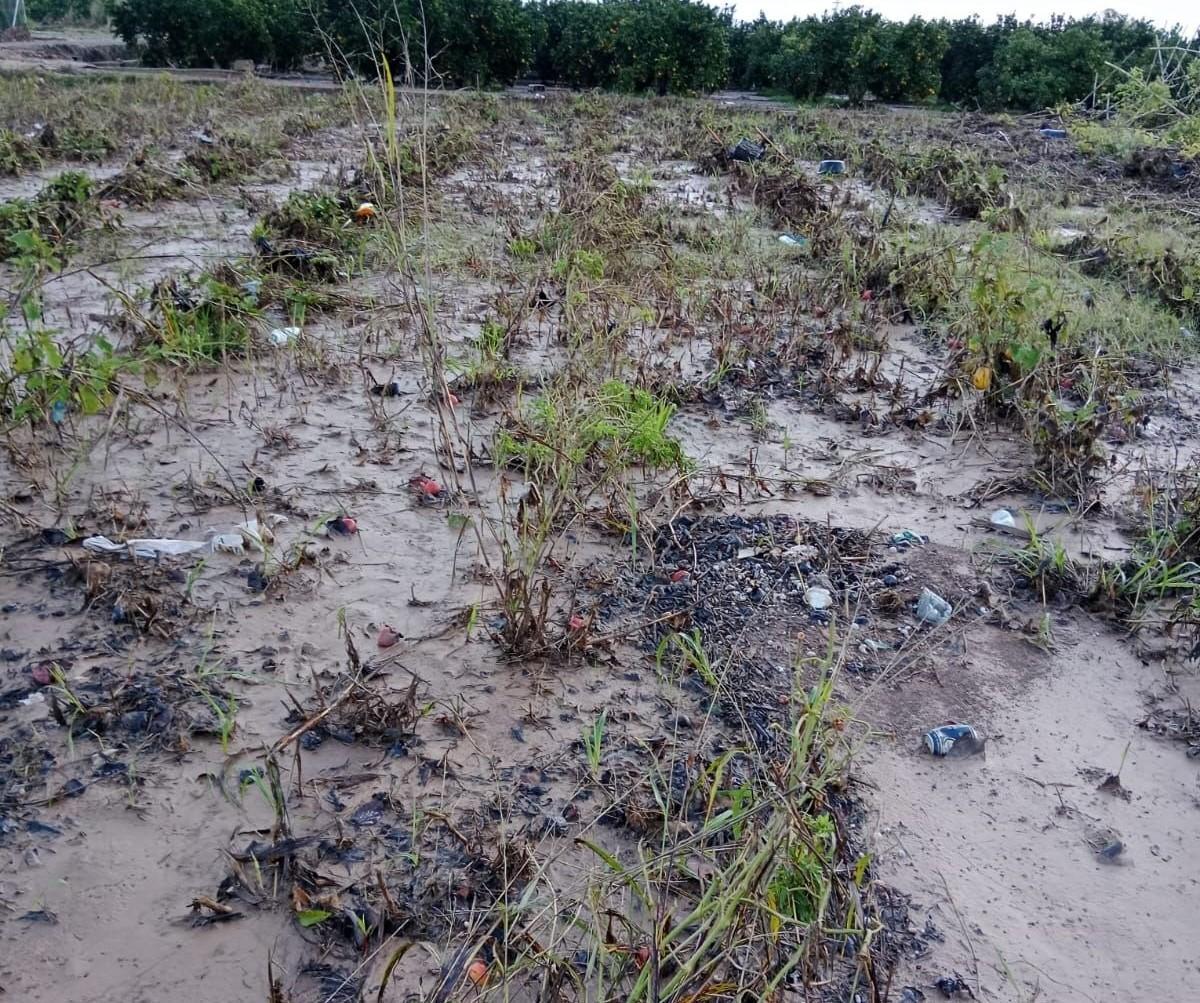 Imagen de los campos agrícolar de Ximo Herrero, de Guadassuar, afectados por la dana del 29-O en Valencia.