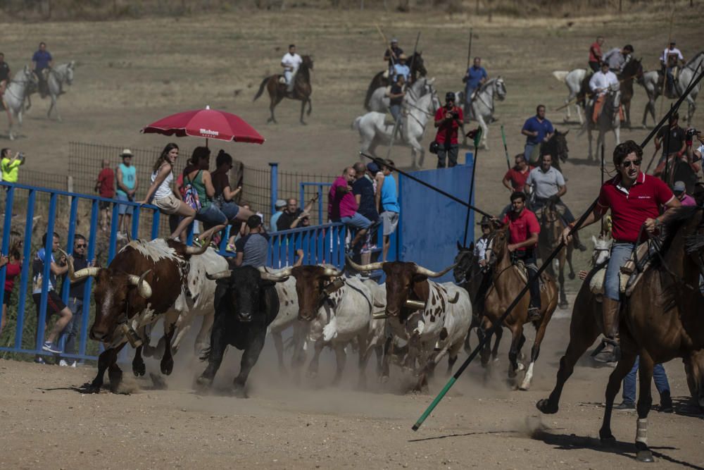 Fiestas en la provincia | Encierro en Fuentelapeña