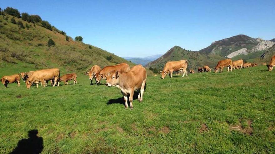 Cabezas de ganado en el puerto de La Tabierna.