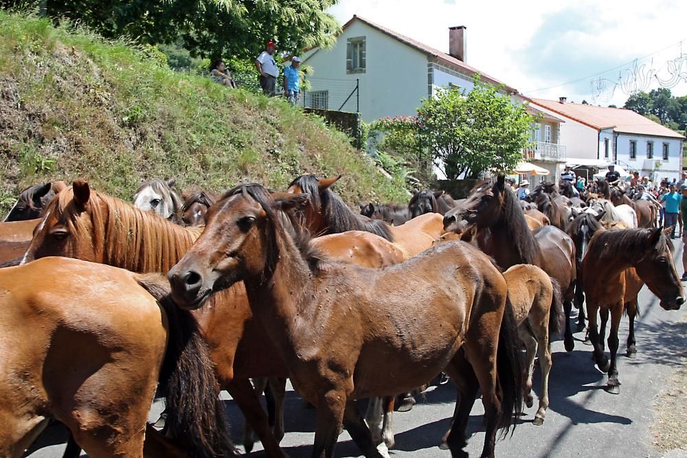 El primer curro de la Rapa das Bestas de Sabucedo // Bernabé / J. Carlos Asorey