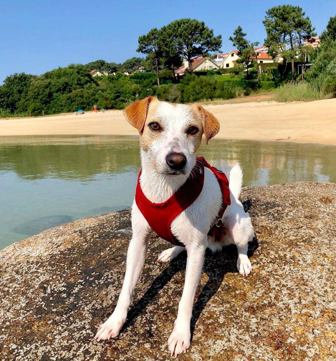 Perro influencer Pipper
