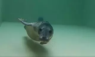 El lobo marino "Silbur", como pez en el agua