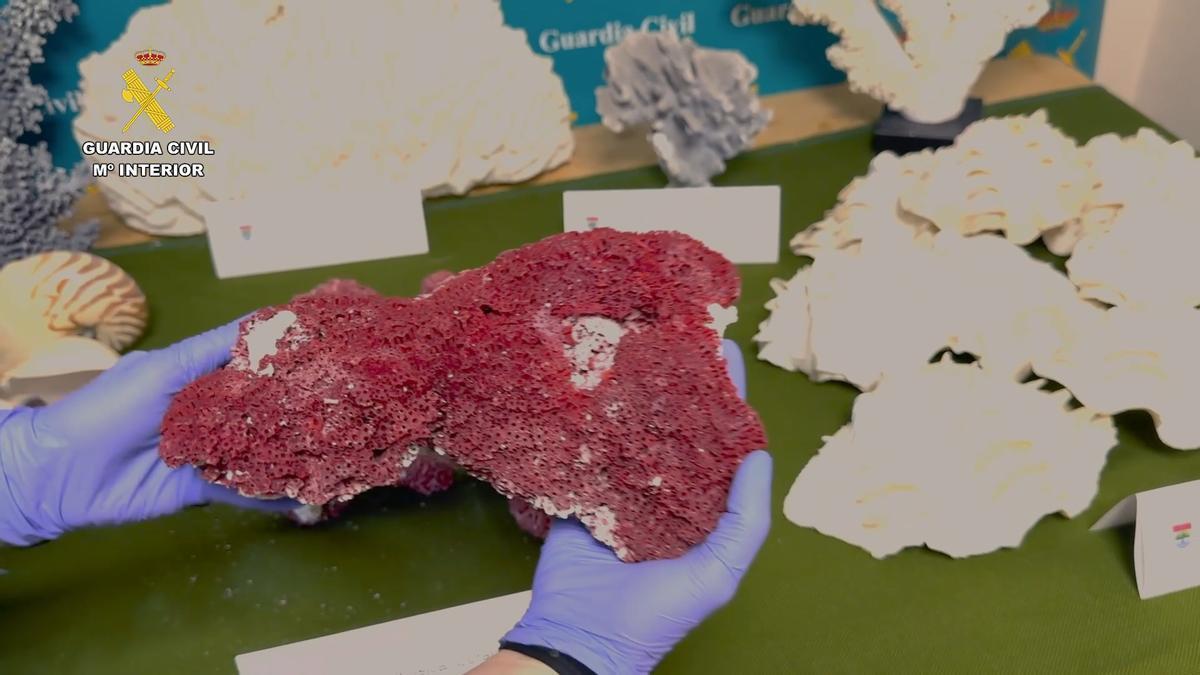 La Guardia Civil de Málaga investiga a una persona por el comercio ilícito de especies protegidas