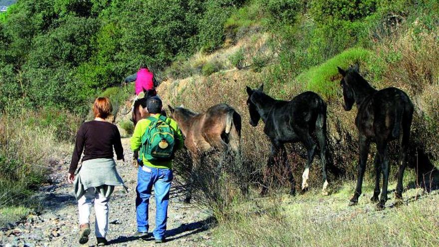 Peregrinos caminando hacia Villaharta..