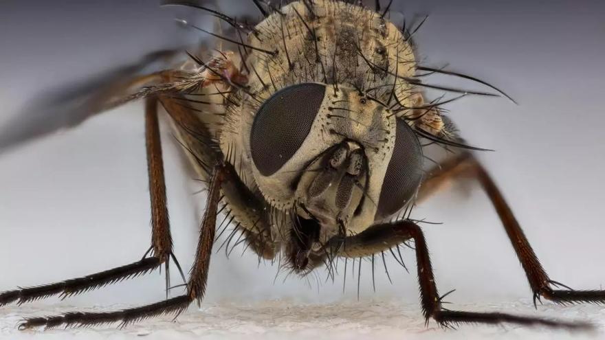 Detectan una especie de mosca que solo vive en un parque de Barcelona: no hay más en el mundo