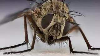 Detectan una especie de mosca que solo vive en un parque de Barcelona: no hay más en el mundo
