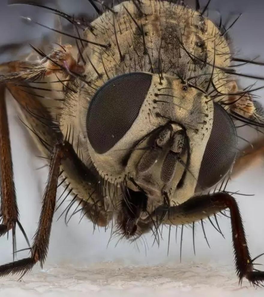 Detectada una nueva especie de mosca en Collserola (Barcelona): nunca antes se había visto en el mundo