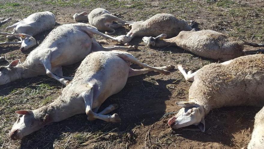 Las pruebas de ADN ratifican que las ovejas de Aras de los Olmos fueron atacadas por perros