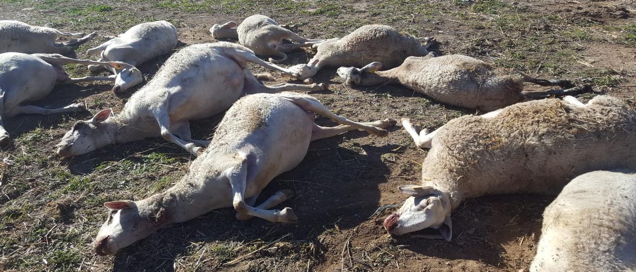 Todavía no se ha esclarecido si a las ovejas de una granja de Aras de los Olmos las mató un lobo