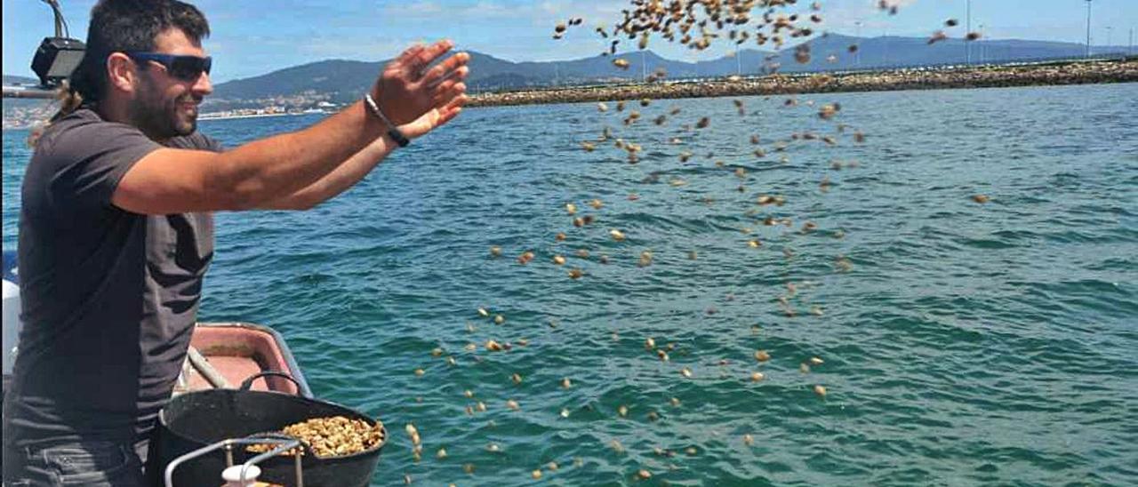 Un marinero de Cangas participa en la siembra de babosa en el banco de Madorniña Terra, frente a Bouzas, en Vigo. |   // FDV