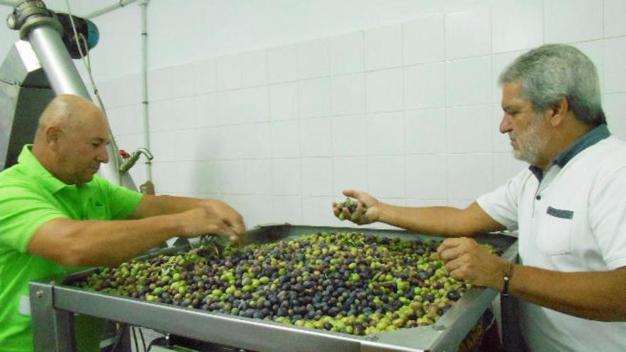 Santa Lucía inicia la recolección de los primeros 1.500 kilos de aceitunas
