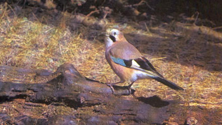 El bonito y oculto sembrador de bosques