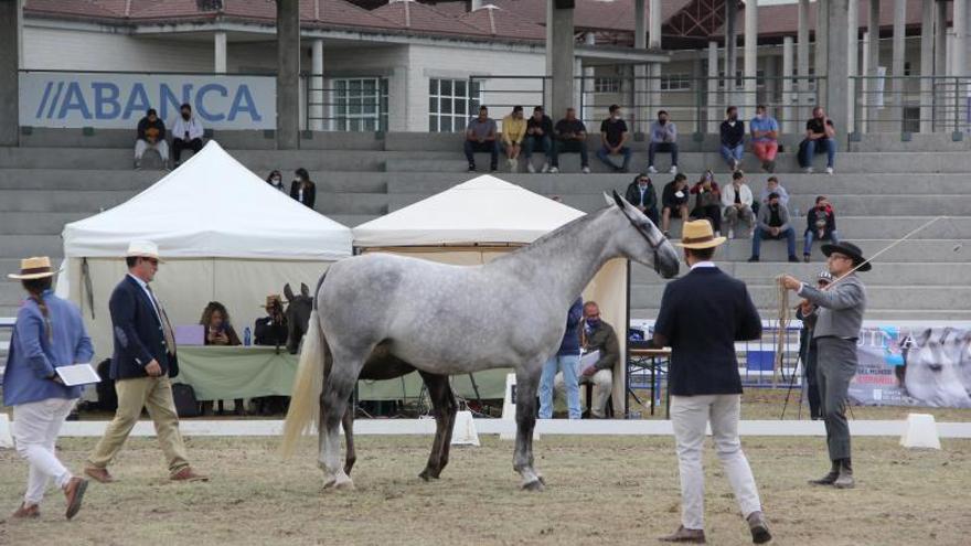 Yeguas de pura raza española durante una sección vespertina.