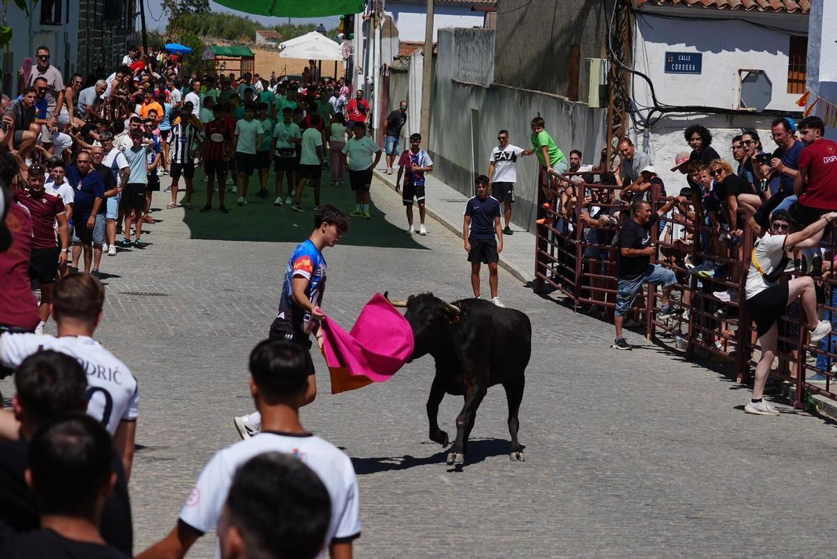 Las vaquillas vuelven tomar la calle en la feria de Añora Las vaquillas vuelven tomar la calle en la feria de Añora