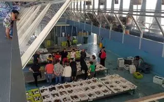 El Acuario de Punta Moreiras valoriza los Espacios Museísticos Atlánticos