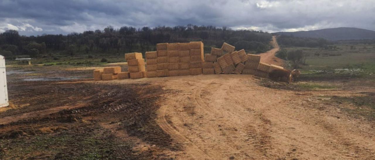 Roberto muestra las alpacas que esta misma semana ha recibido para dar de comer a sus vacas. | Cedida