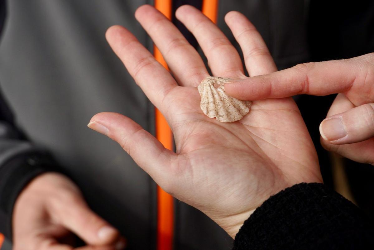 Conchas marinas perforadas por el ser humano hace 30.000 años encontradas en Santomera.