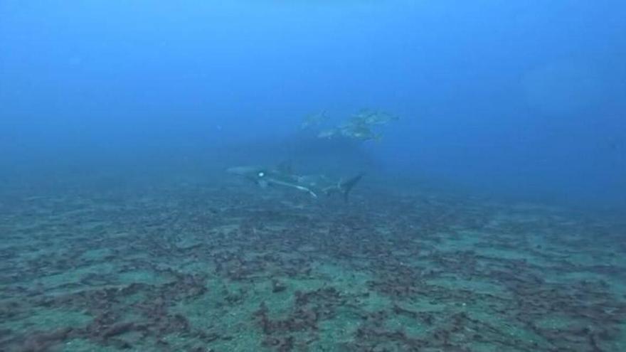 Avistan un tiburón sedoso en una inmersión en Lanzarote