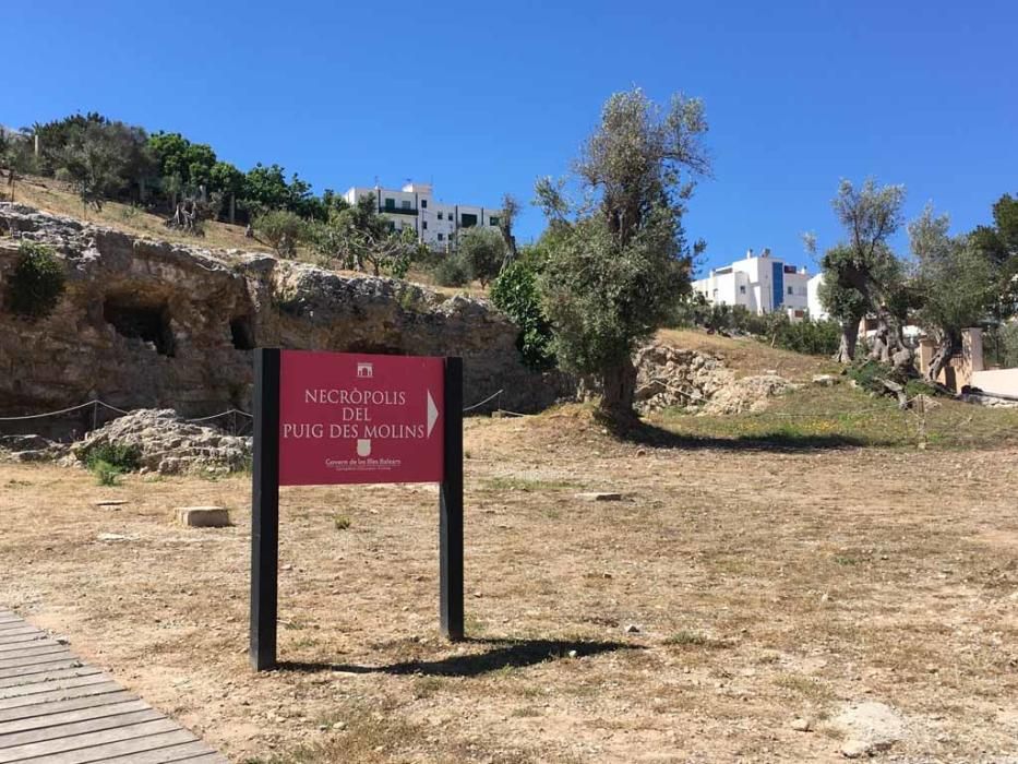 lLos olivos lucen en el recinto como no lo hacían desde hacía décadas